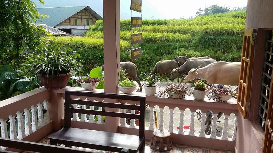 Ta Van Green Hills Homestay Sapa Exterior photo